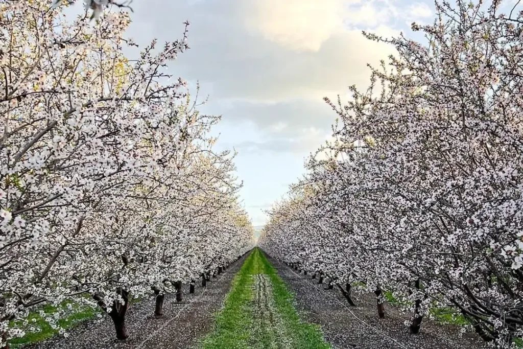 Datça’nın Faunası